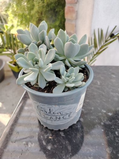 Succulent
