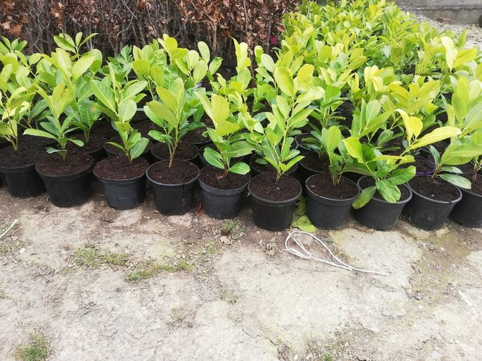 Laurel Hedging
