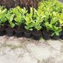 Laurel Hedging Image 2