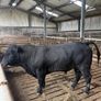 Angus bull hire Image 2