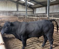 Angus bull