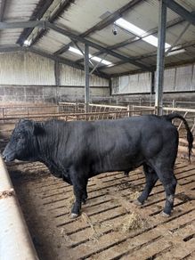 Angus bull hire