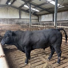 Angus bull hire