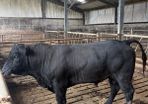 Angus bull