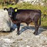 Cow and calf for sale Image 9