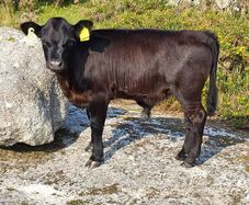 Cow and calf for sale