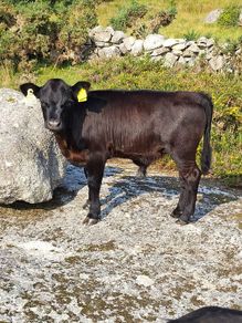 Cow and calf for sale