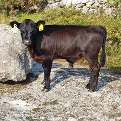 Cow and calf for sale