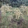 Cytisus praecox Allgold  plant Image 2
