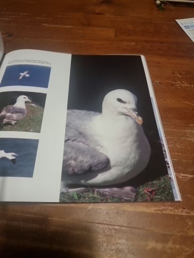 An Essential Guide to Bird Photography (Paperback)