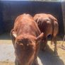 2 hybrid bulls Image 7