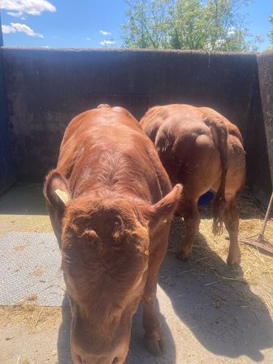 2 hybrid bulls
