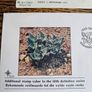 South Africa Unused Envelope and Stamp / Denmark Used Envelope and Stamps Image 3