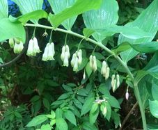 Solomon seal plant