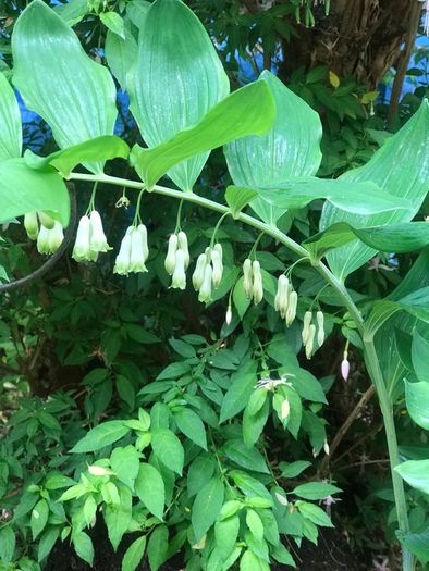Solomon seal plant