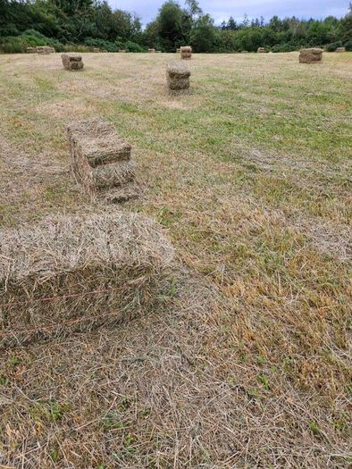 Organic Hay