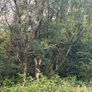 FermoyStudFarm Jobs: Firewood.  Standing Ash trees Image 2