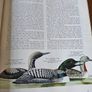 Birds Of The World. By Oliver L. Austin Jr. Illustrated By Arthur Singer. Forwarded By Sir Peter Scott. 1968 Large Volume Hardback With Dustjacket In Good Condition. Image 8