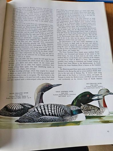 Birds Of The World. By Oliver L. Austin Jr. Illustrated By Arthur Singer. Forwarded By Sir Peter Scott. 1968 Large Volume Hardback With Dustjacket In Good Condition.