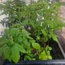plant raspberry and fuchsia Image 2