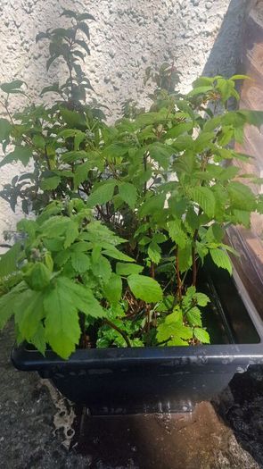 plant raspberry and fuchsia