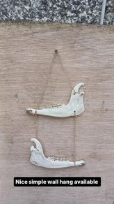 jaw bone Wall hanging