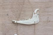 jaw bone Wall hanging