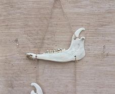 jaw bone Wall hanging