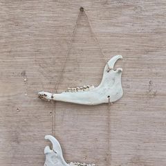 jaw bone Wall hanging