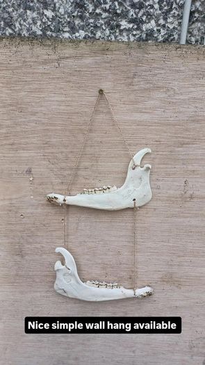 jaw bone Wall hanging