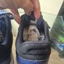 BNWT Adidas Velcro Runners Size 4.5 Image 2