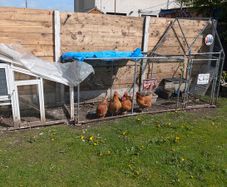 5 laying chickens, coop and run