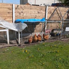 5 laying chickens, coop and run