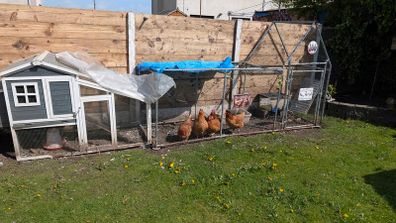5 laying chickens, coop and run