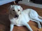 Pet/house sitting and pet walking Image 4