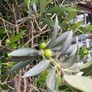 Extra large approx 200cm x 110cm fruit bearing very established olive tree no pot Image 5