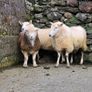 Wicklow  cheviot hoggat rams Image 3