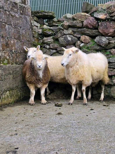 Wicklow  cheviot hoggat rams