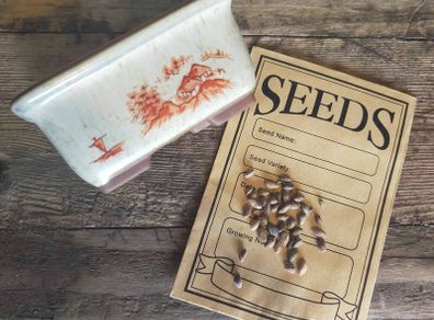 Japanese Black Pine Seeds