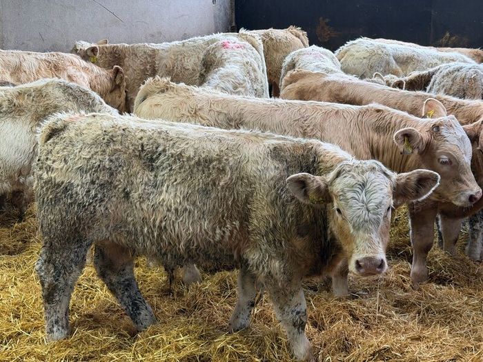 Charolais Bull Calves