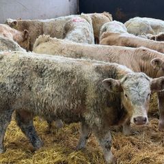Charolais Bull Calves