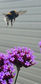 Plants - Purpletop Vervain