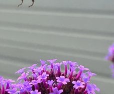 Plants - Purpletop Vervain