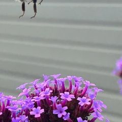 Plants - Purpletop Vervain