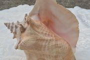 Large Queen Conch Shell
