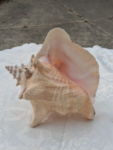 Large Queen Conch Shell