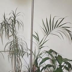 Boja Boho Bamboo and Stainless Steel Floor Lamp