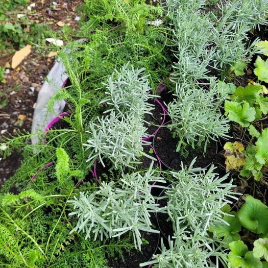 clearance of 100 plants/shrubs