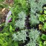 clearance of 100 plants/shrubs Image 9