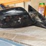 Honda Civic EK mirror Image 2